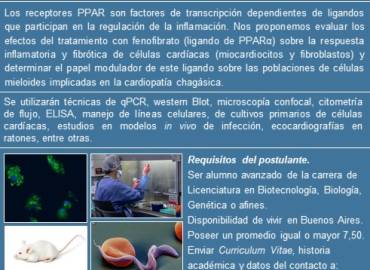 ¿Te interesaría estudiar un posible tratamiento para los efectos patológicos de la inflamación en la enfermedad de Chagas?